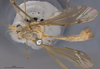 Media type: image;   Entomology 10364 Aspect: habitus dorsal view